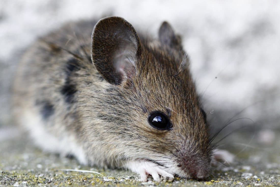House mouse — a common residential pest in the Magic Valley