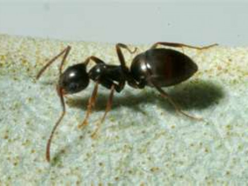 Ants | Cook Pest Control, Inc